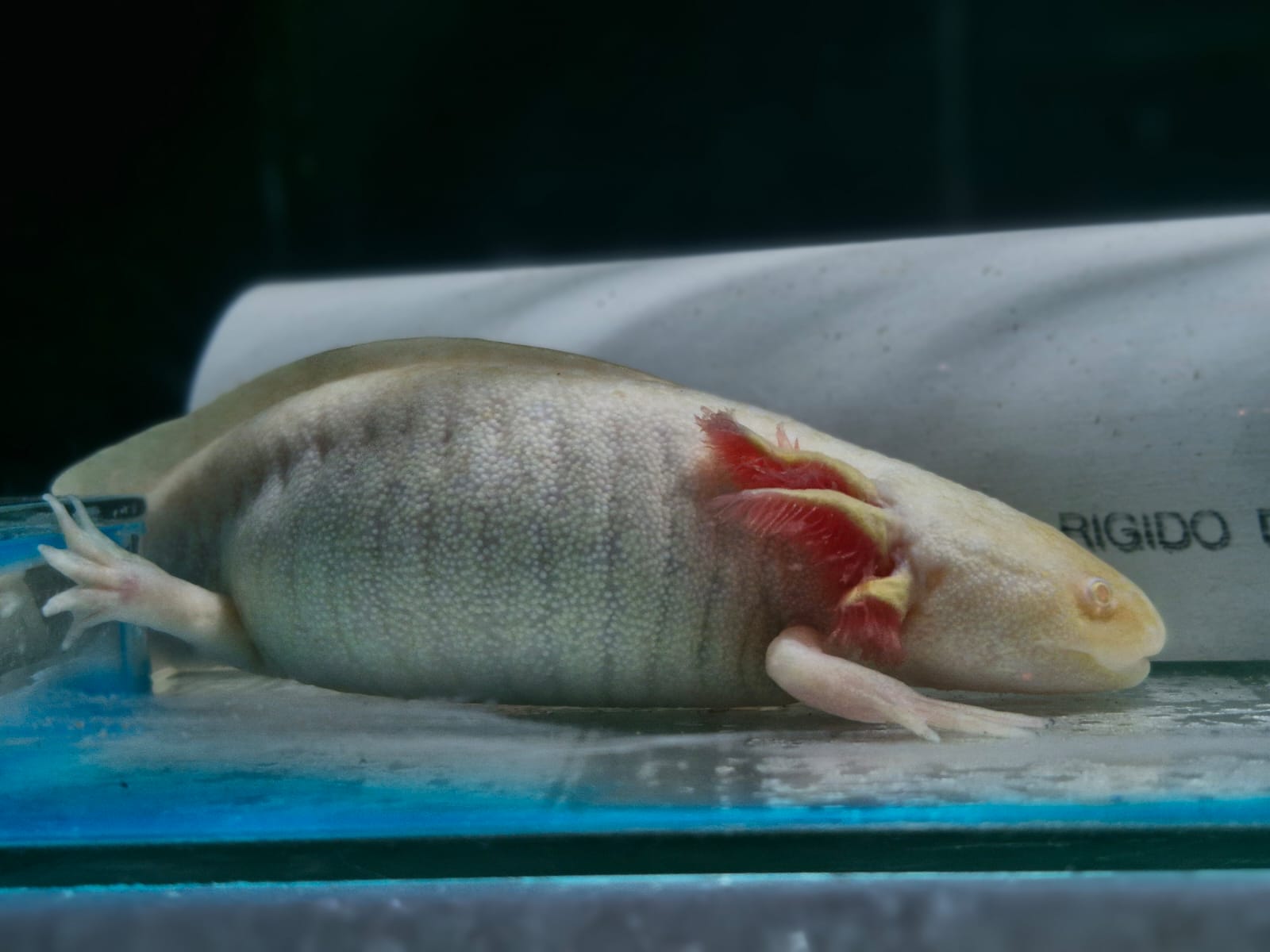 Animais resgatados em operação contra o tráfico ilegal são encaminhados para o Aquário de Paranaguá