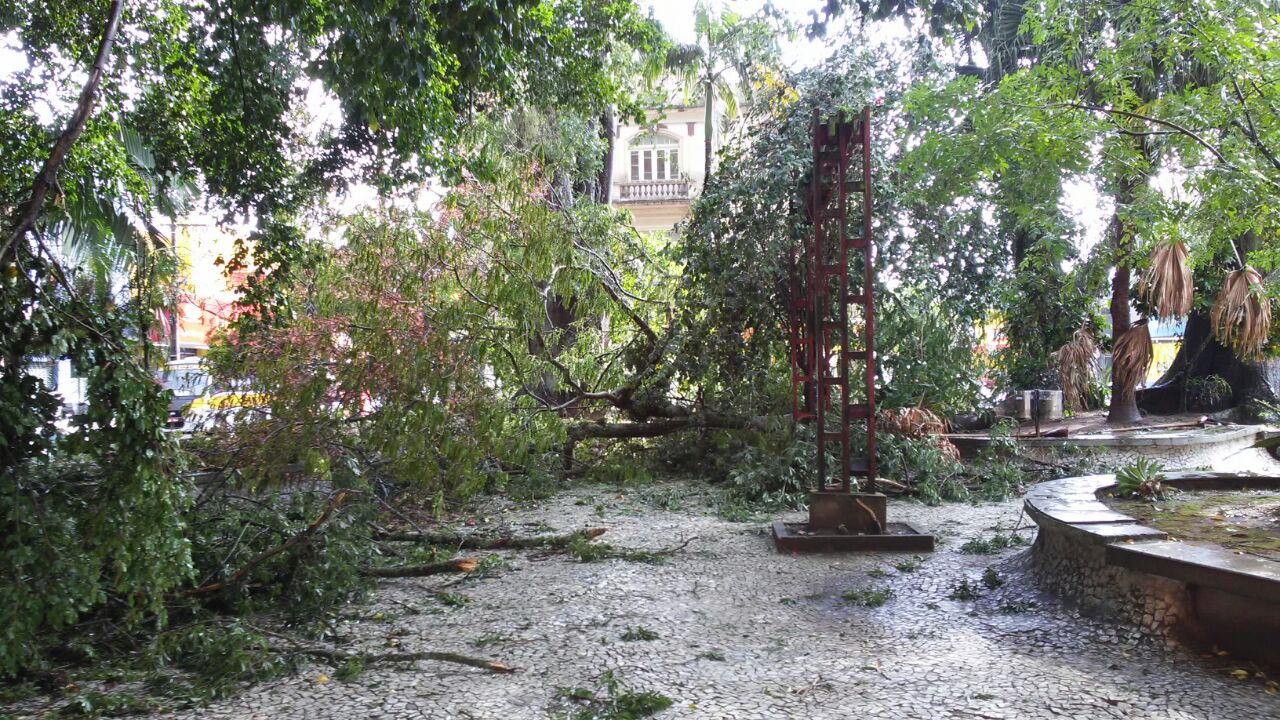 Foto%203 %20%C3%81rvores%20na%20Pra%C3%A7a%20Fernando%20amaro(1)