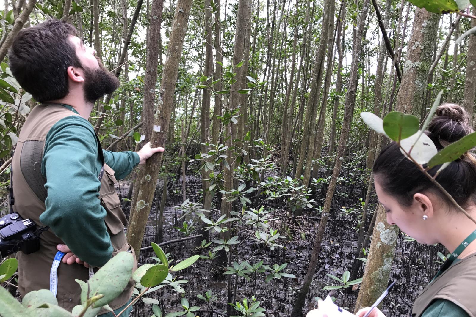 mangue área protegida