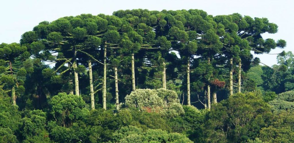 IAP публикует список частных резервов, которые будут проверены