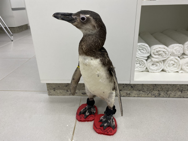 Para evitar doenças, chinelos são utilizados em pinguins em reabilitação