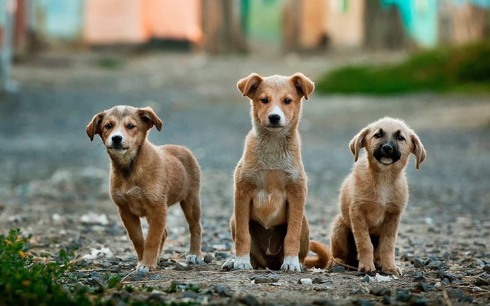 Pesquisa da UFPR descarta transmissão de Coronavírus de cães para humanos