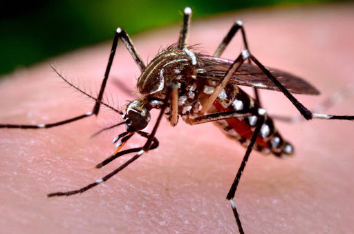Doença causada pelo Aedes aegypti mata mais uma pessoa no Paraná