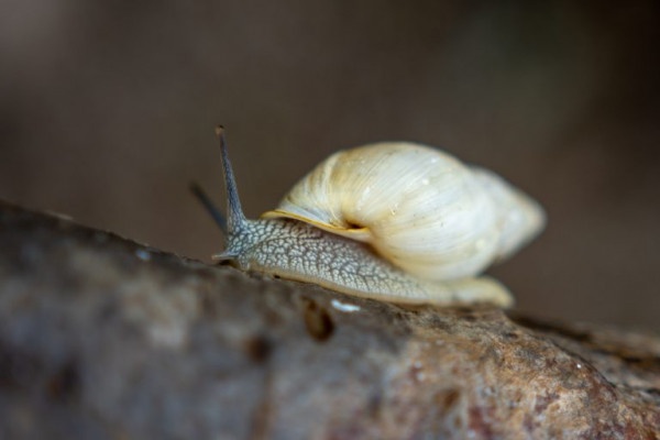 Descoberta espécie de caracol que só existe no litoral do Paraná
