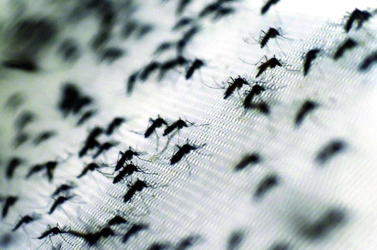 Litoral registra 91 novos casos de dengue e dois óbitos