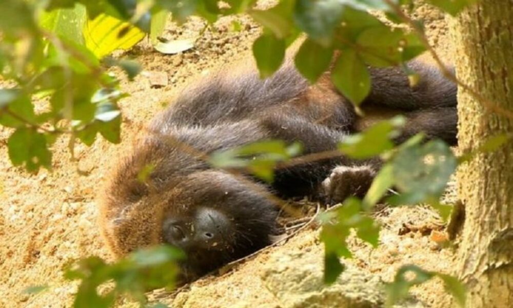 Sesa registra morte de macaco por febre amarela na divisa com o litoral