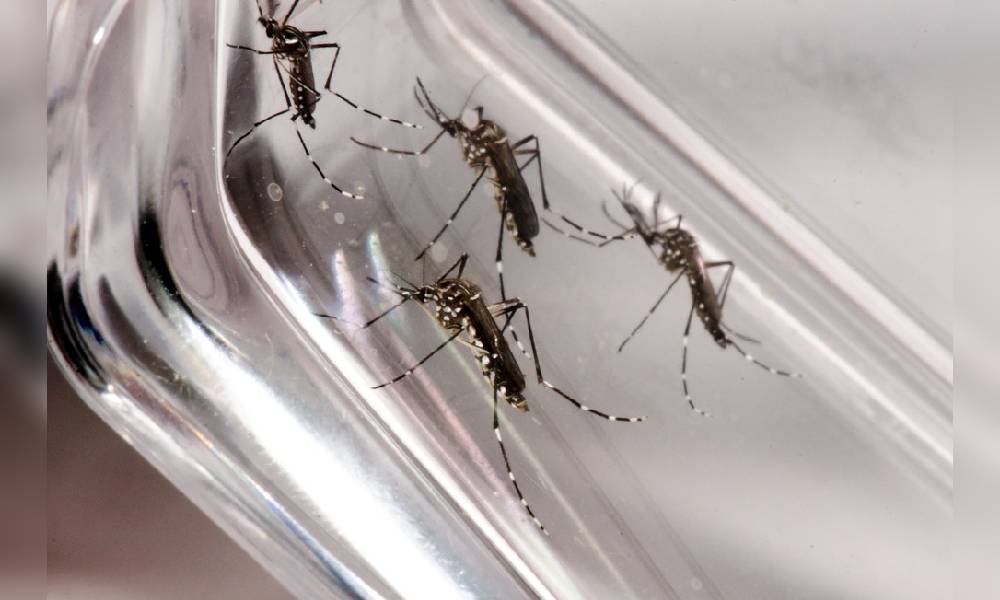Paranaguá registra 213 casos de dengue