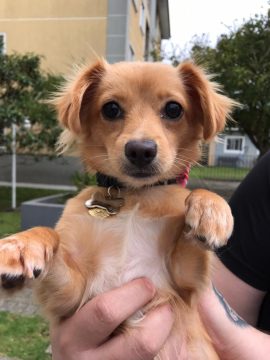 Nos testes feitos, a cachorra Kyra testou positivo para o SARS-CoV-2 (Foto: UFPR - Pet-Covid)
