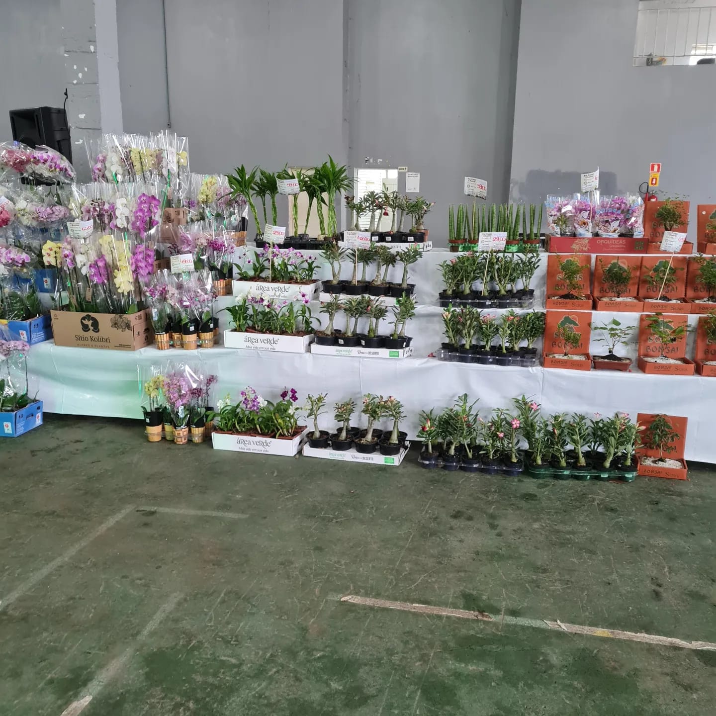 Expoflor acontece até domingo em Paranaguá 5 0au7244b