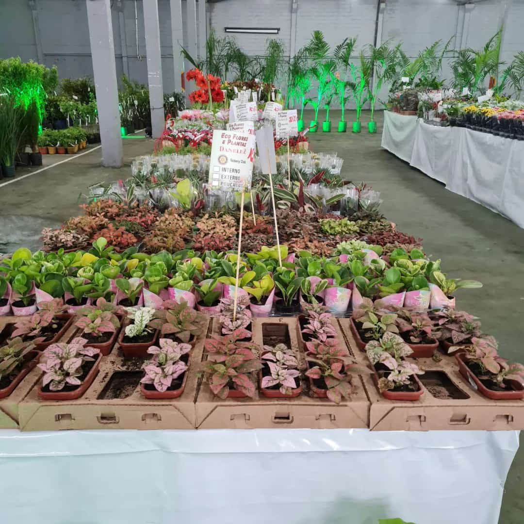 Expoflor acontece até domingo em Paranaguá 4 54aw8g3h