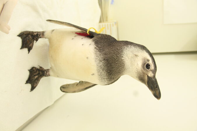 834 encalhes de pinguins-de-magalhães ocorreram no litoral em setembro 2 9hhtj97b