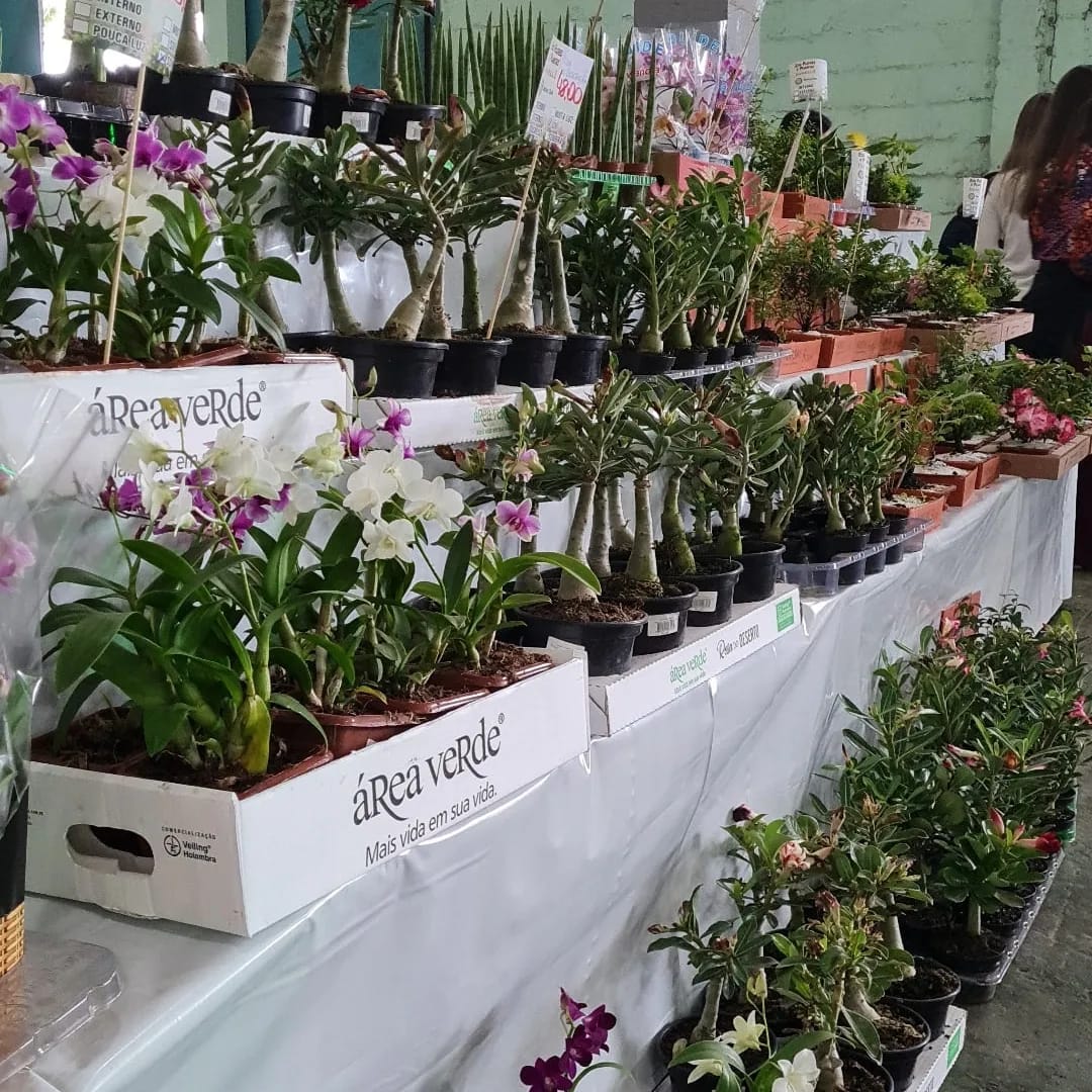 Expoflor acontece até domingo em Paranaguá 6 fkqa2se4