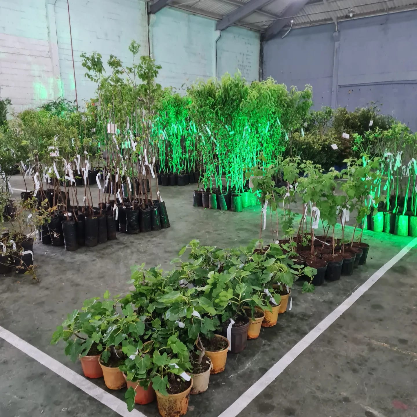Expoflor acontece até domingo em Paranaguá 3 sjqq1jpq