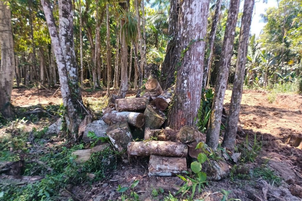 Imagem mostra uma floresta com parte dela desmatada e diversos troncos de árvores no chão