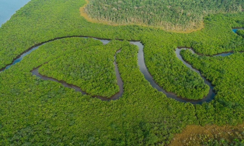 biodiversidade no litoral do Paraná