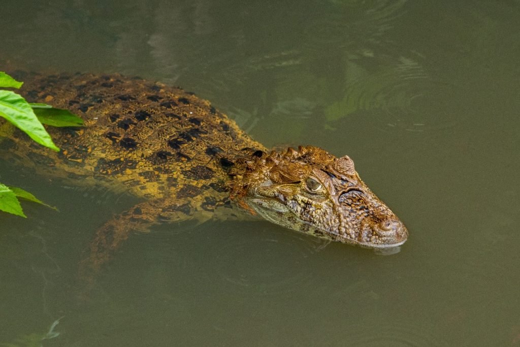 biodiversidade no litoral do Paraná