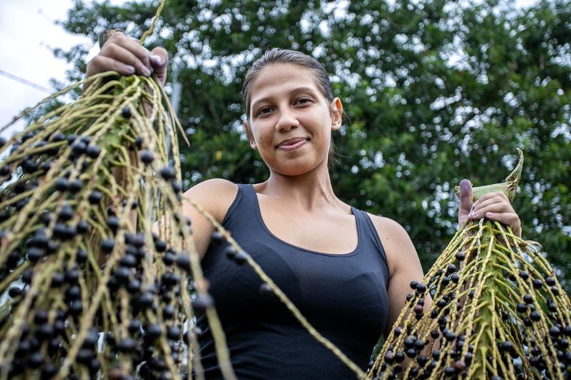 açaí juçara