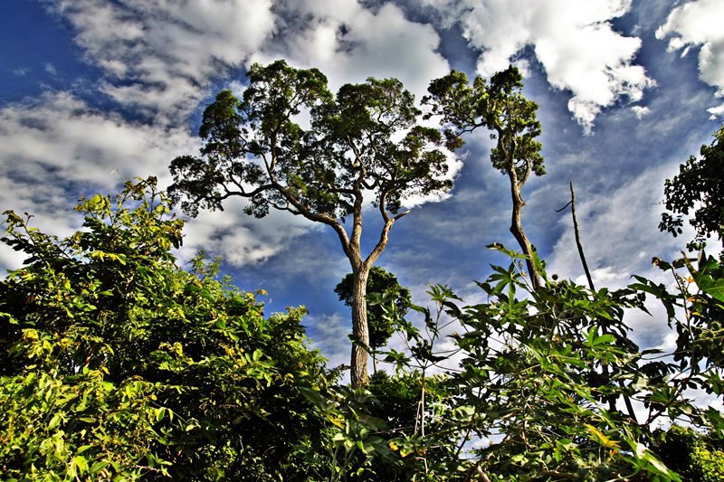 mata atlântica