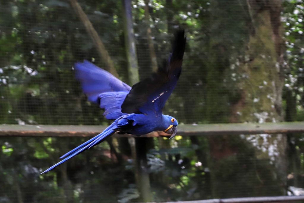 imagem mostra pássaro azul voando na semana do meio ambiente