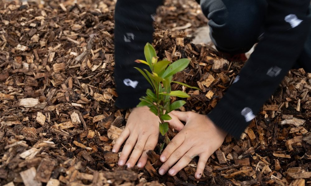 Imagem mostra uma mão plantando uma árvore na semana do meio ambiente