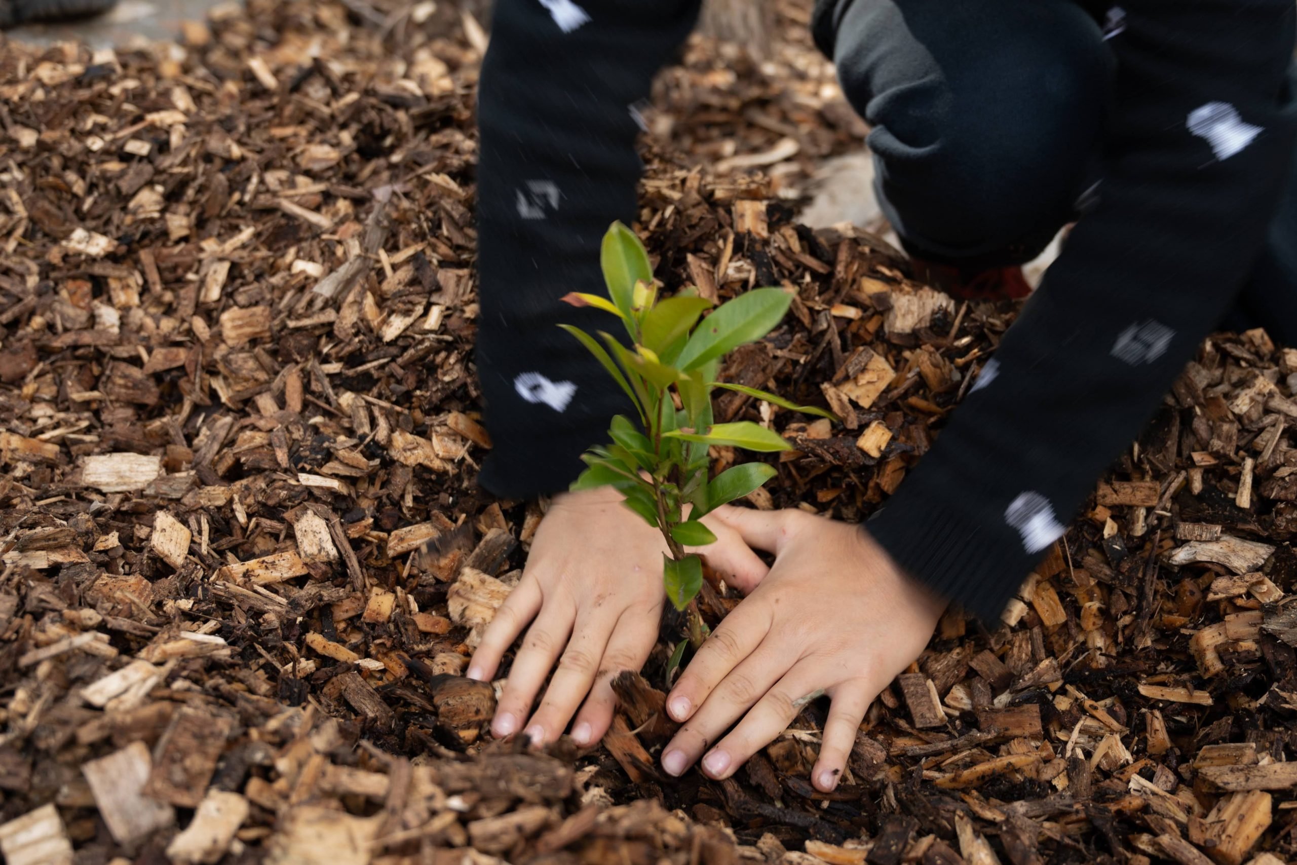 Imagem mostra uma mão plantando uma árvore na semana do meio ambiente