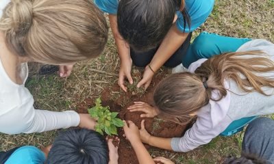 No Dia Mundial do Meio Ambiente, Paraná alcança 9,8 milhões de mudas distribuídas desde 2019.