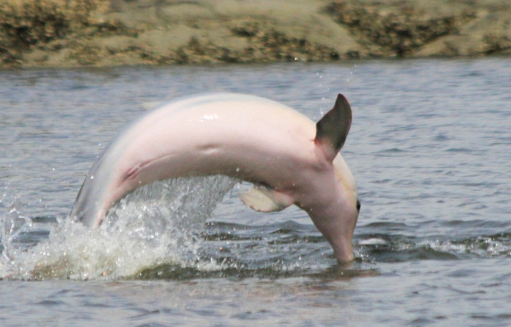 2foto de boto no litoral do parana