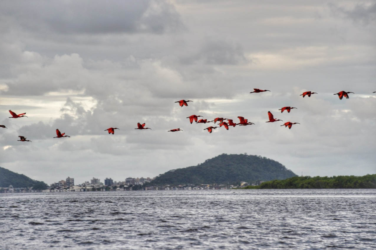 guaras na baia de guaratuba1