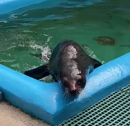 lobo marinho no litoral do parana em 2024 2