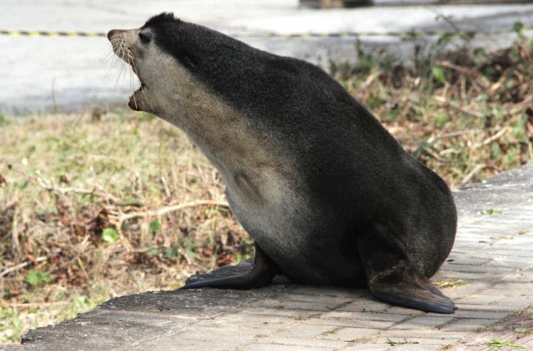 lobo marinho no litoral do parana em 2024