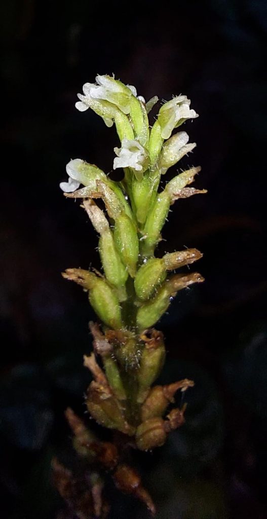 orquidea da ilha do mel