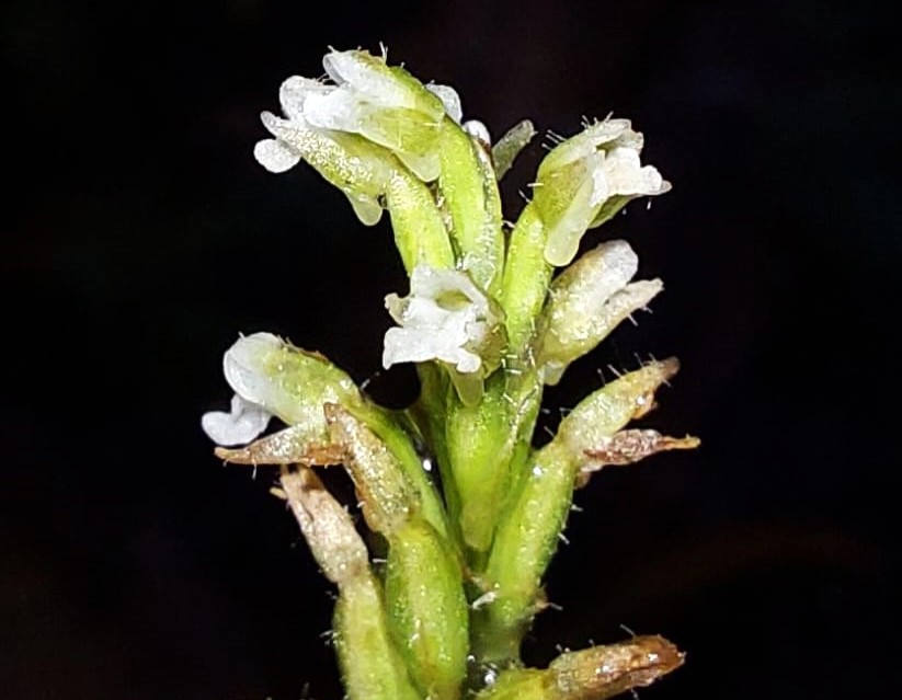 orquidea da ilha do mel2