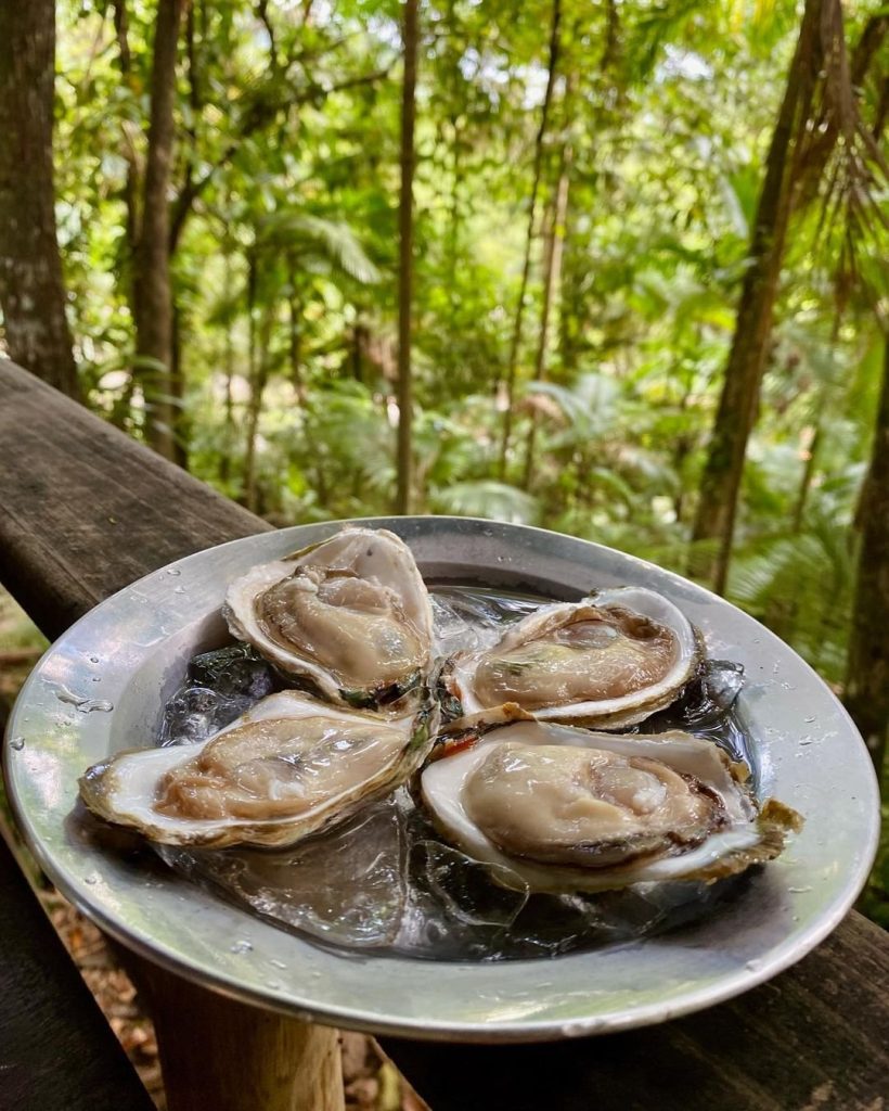 ostra in natura de guaratuba