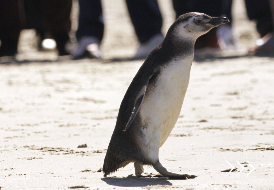 pinguim na areia da praia no parana 1