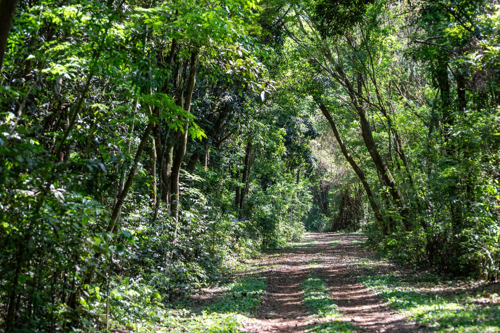 imagem do Refúgio Biológico de Santa Helena