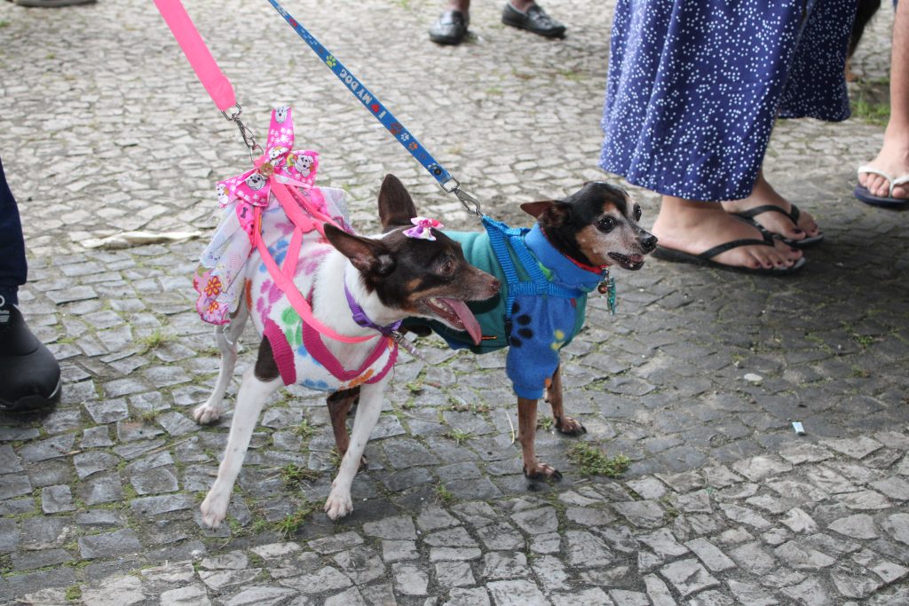 Mais de 150 animais participaram do 1º Passeio Pet com a Mãe do Rocio. (Foto: Maria Heiffer / Folha do Litoral News)