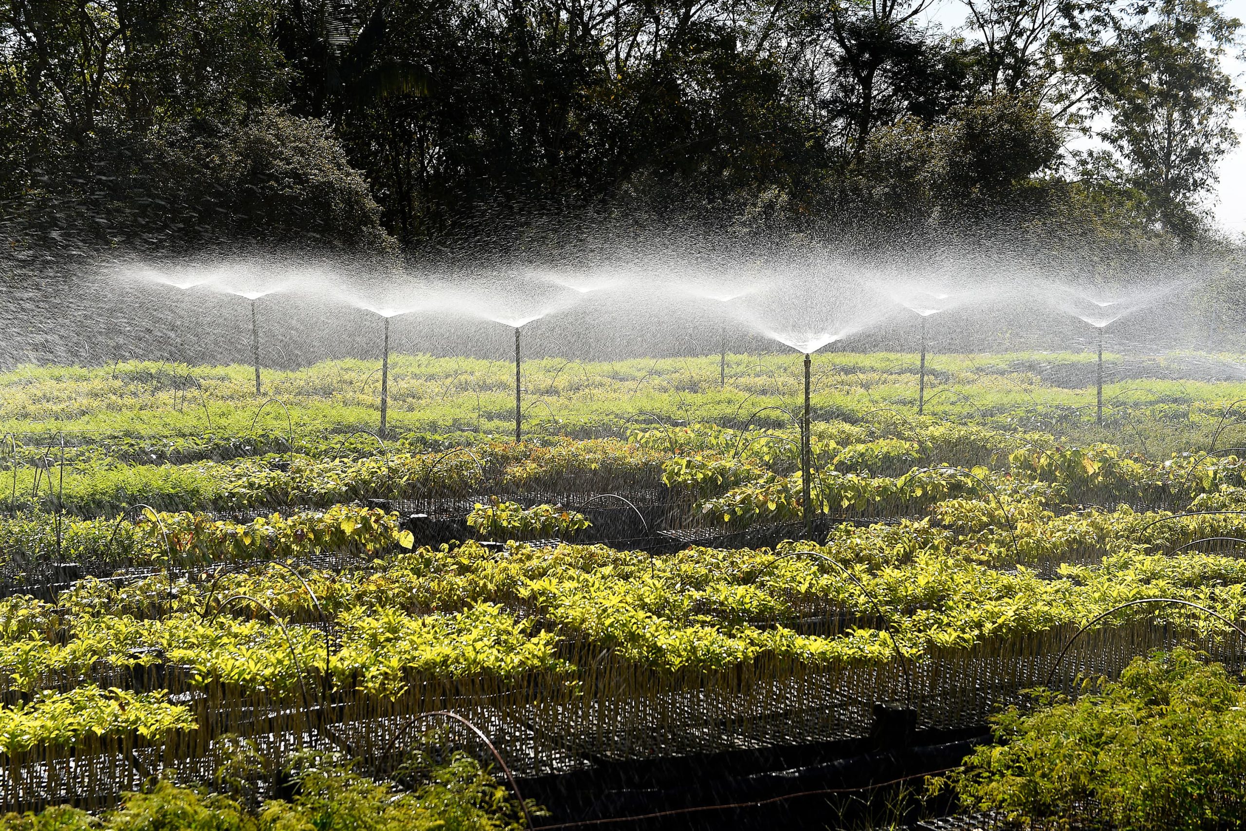 O programa Paraná Mais Verde tem novos planos para 2025. O principal deles é dar início ao processo de modernização e renovação das estruturas dos 19 viveiros