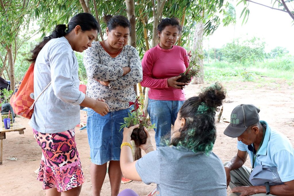 plantas medicinais