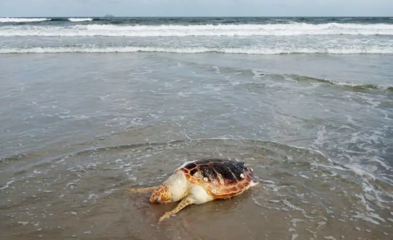 1 tartaruga encalhada no litoral do parana