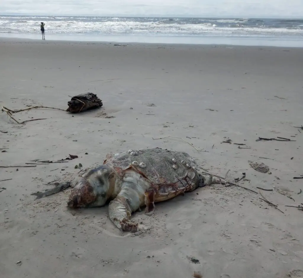 2 tartaruga encalhada no litoral do parana