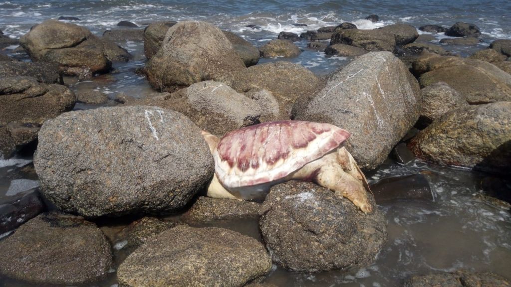 3 tartaruga encalhada no litoral do parana