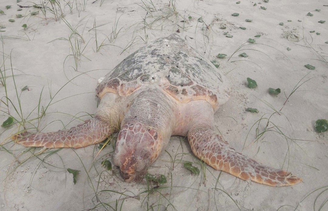 1 tartaruga encalhada no litoral do parana