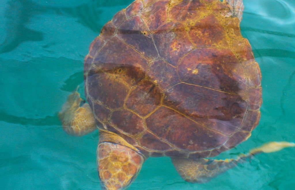 Em quatro meses, 400 encalhes de tartarugas marinhas foram registrados no litoral 2 2 tartaruga encalhada no litoral do parana