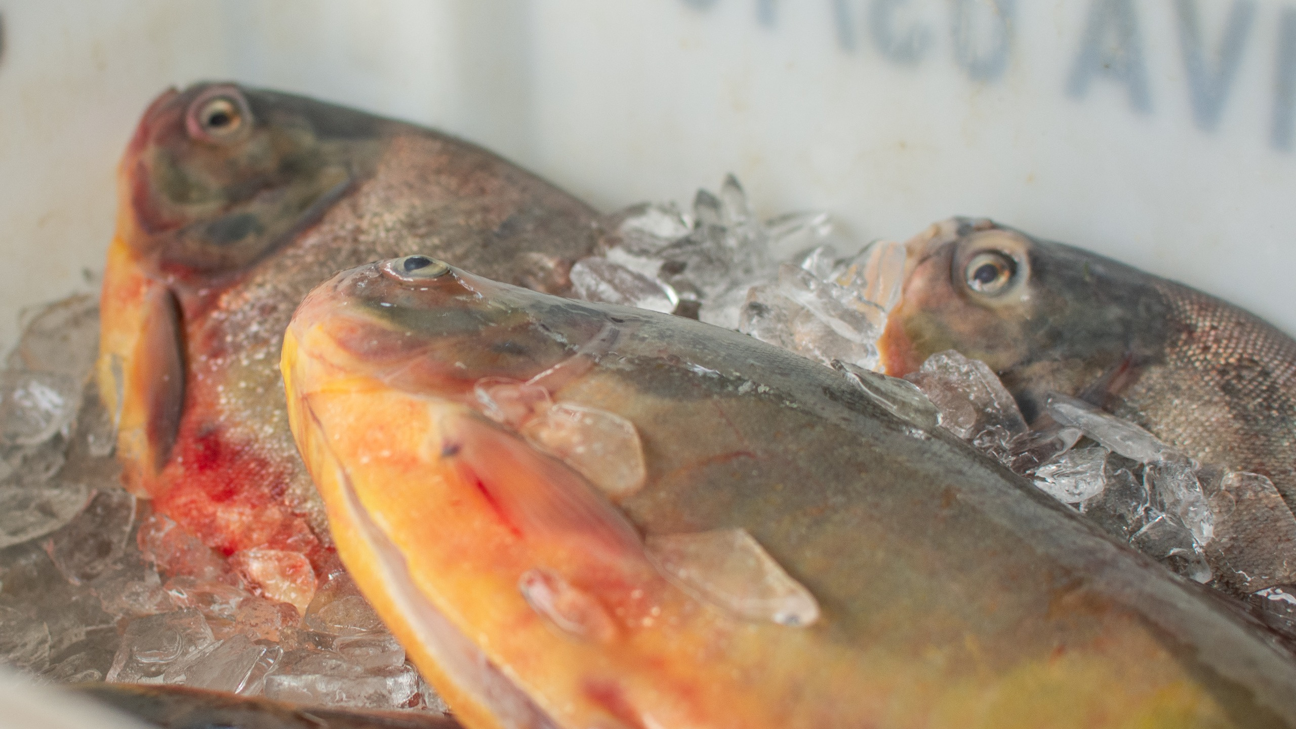 Realizada durante a Semana Santa, a feira proporcionou aos produtores locais e pescadores artesanais das comunidades pesqueiras da baía da cidade a oportunidade de comercializar seus produtos, movimentando assim, a economia local (Foto: Prefeitura de Paranaguá/SECOM)