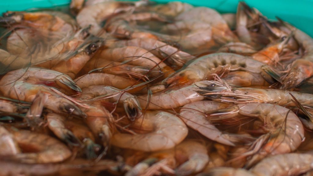 Feira de Peixes de Cultivo comercializa cerca de 3.850 kg de pescados em Paranaguá 2 15317
