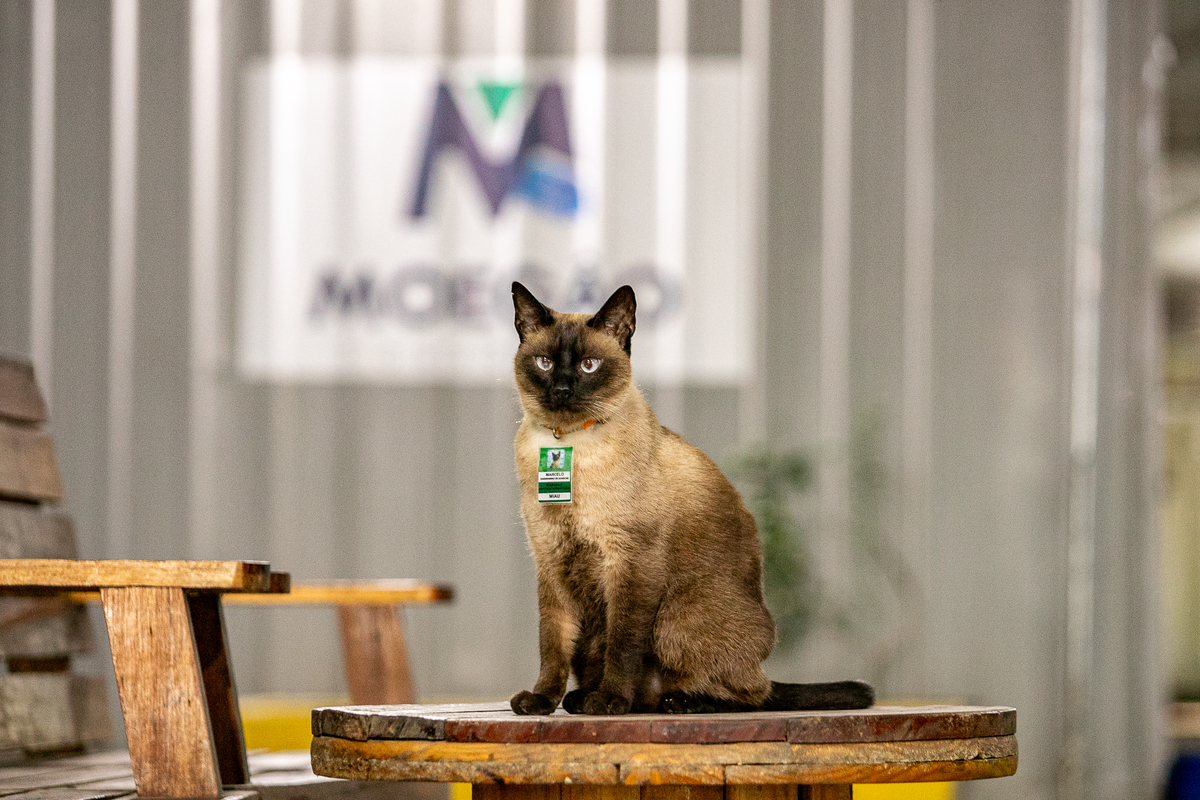 1 gato do moegao em paranagua