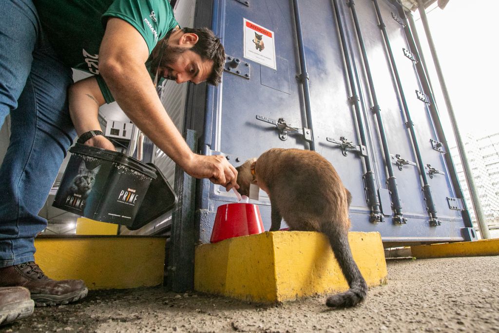 Saiba quem é o “funcionário pet” do Moegão, a maior obra portuária do Brasil 1 3 gato do moegao em paranagua 2