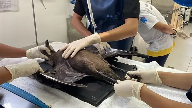 Mandrião-antártico é reabilitado e devolvido à natureza em Pontal do Paraná 2 495542521 1036256981936592 5110462799684701955 n