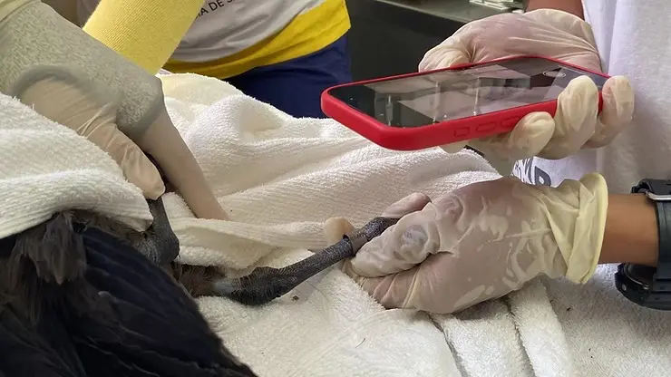 Mandrião-antártico é reabilitado e devolvido à natureza em Pontal do Paraná 3 495550704 1036256991936591 7390680870689676317 n