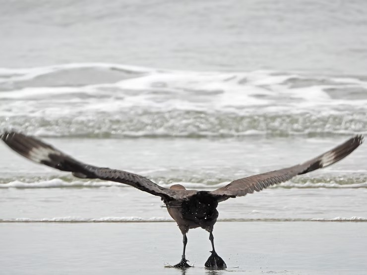 Ave marinha rara foi encontrada debilitada, passou por tratamento intensivo e voltou ao habitat natural após um mês de cuidados especializados. / Foto: Edgar Fernandez/Ana Cláudia Nunes LEC-UFPR